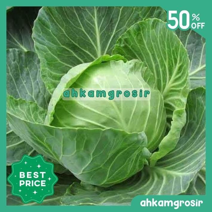 BENIH KUBIS SUMMER AUTUMN (10 GR) - KNOWN YOU SEED GRATIS ONGKIR