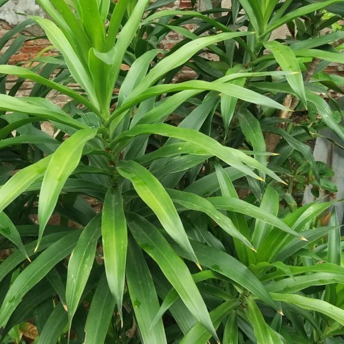 

Seed Center Daun Pandan Suji Segar (20 Lembar)