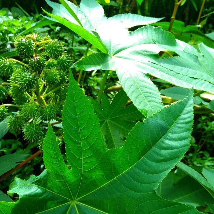 Seed Center - Daun Jarak Kepyar Hijau Herbal Segar (10 Lembar)