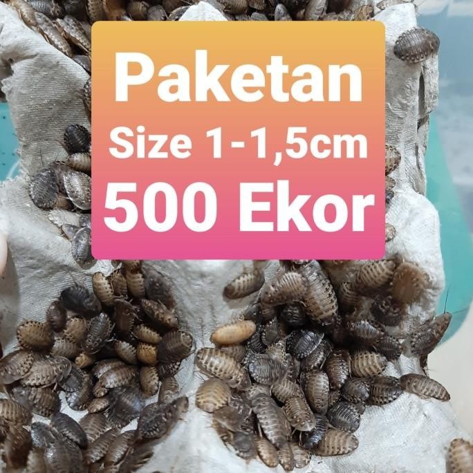 Kecoa Dubia 1-1,5cm 500 Ekor Paket Hemat Pakan Reptil Burung Ikan GS