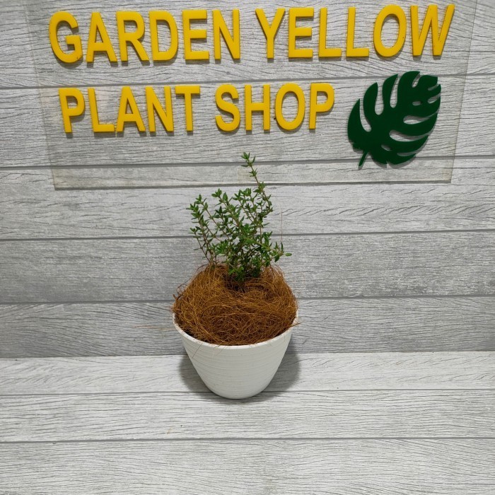 

IA252 TANAMAN HIAS DAUN THYME / BUMBU DAPUR / BAHAN MASAKAN + POT PUTIH NEW