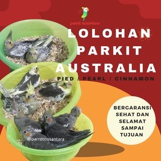 BURUNG PARROT PARKIT AUSTRALIA COCKATIEL FALK JINAK LOLOHAN ANAKAN respon