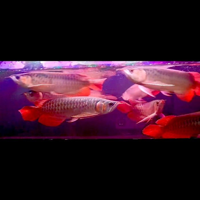 

Arwana Super Red Sepauk Sepsial Anatomi