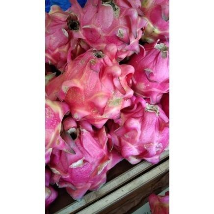 

Buah Naga Merah Manis 500 Gram-1 Kg