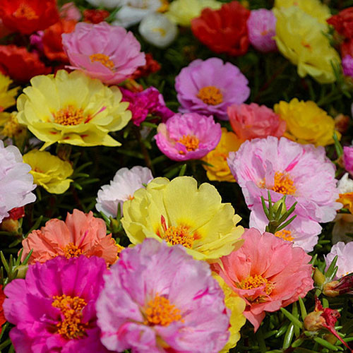 Kedaibenih - Benih Bibit Bunga Moss Rose Mix ~ 50 Biji