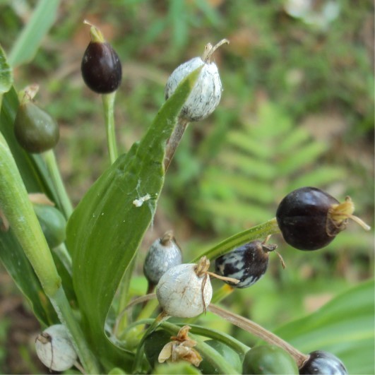 Kedaibenih - Benih Bibit Hanjeli ~ 5 Gram