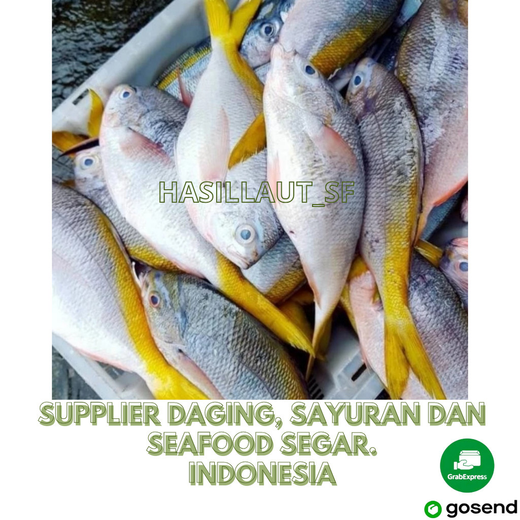 

ikan ekor kuning uk.500 gram dan 1Kg