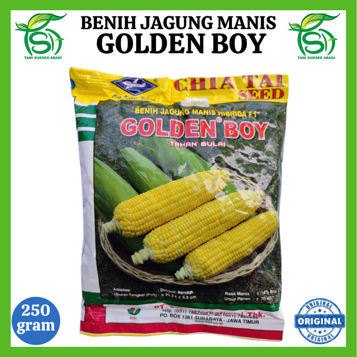 SALEE Benih Jagung Manis GOLDEN BOY F1 (250 Gram) - Bibit Cap Kapal Terbang Bes
