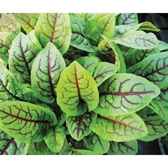 

TERBARU DAUN RED VEINED SORREL GARNISH MAKANAN SORREL RED VEINED DAUN SALAD GA !!!!!