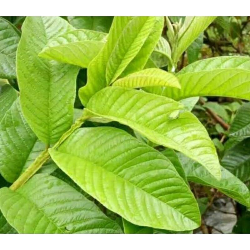 

TERMURAH - Daun Jambu Biji Segar Alami