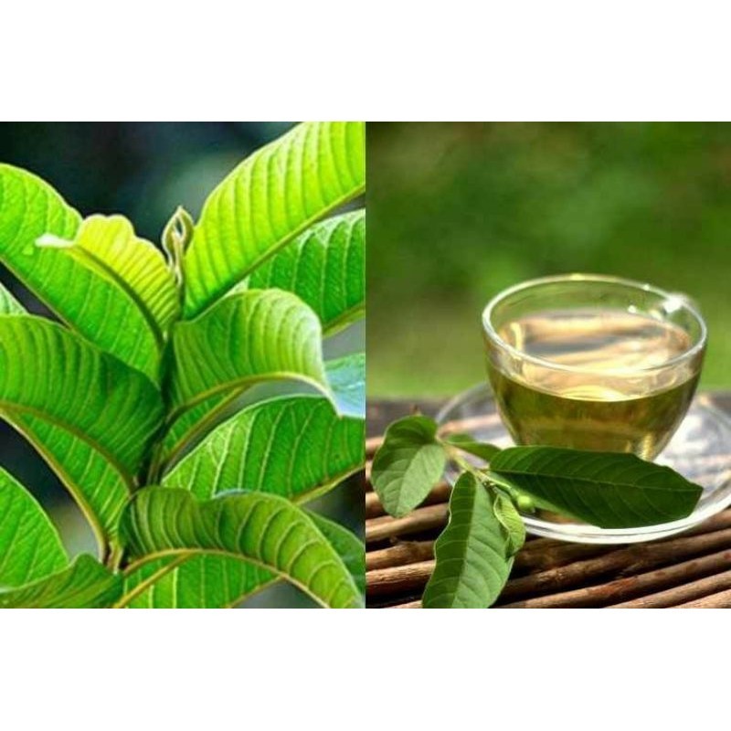 

TERLARIS - Daun Jambu Biji Segar Alami
