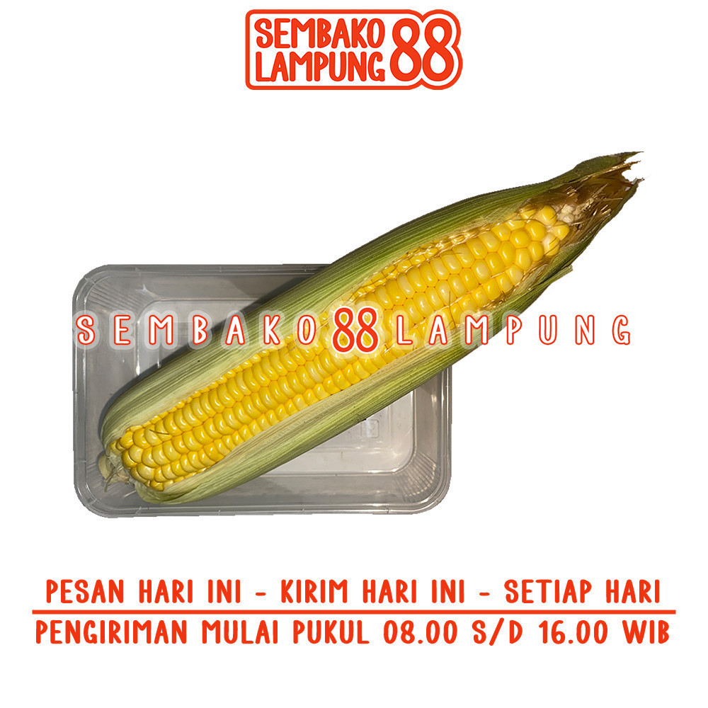 

Jagung Manis 1 Pcs | Sembako Lampung 88