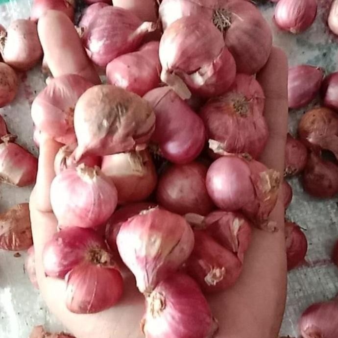 

PROMO Bawang Merah Sedang 1 Kg Berkwalitas Kering - Shuffel BERKUALITAS