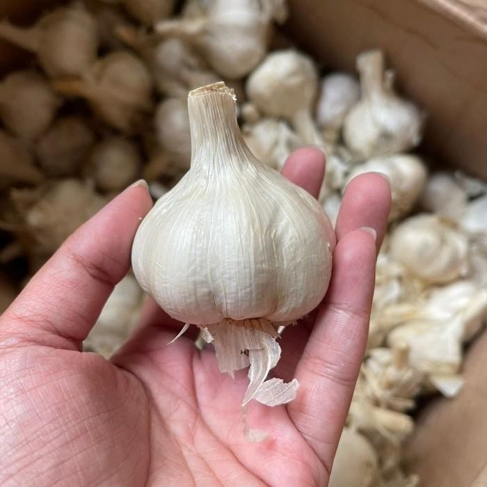 

Bawang Putih Kating 500 Gr Kwalitas Premium Srikandi