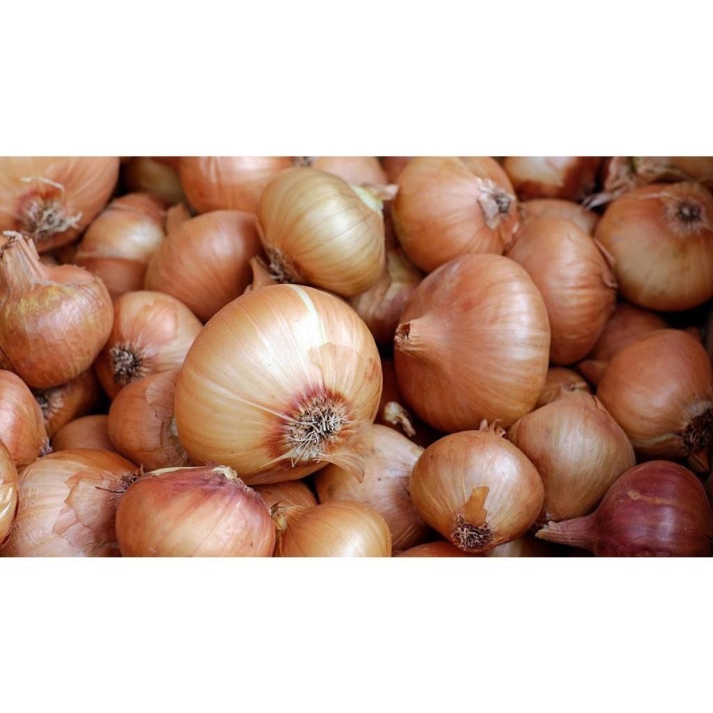 

Bawang Bombay Isi 250 Gr Fresh Dari Petani Srikandi