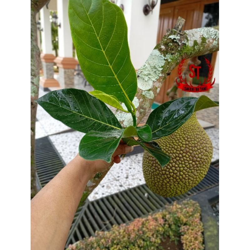 

daun nangka muda l daun nangka Fres l daun nangka herbal 33 lembar
