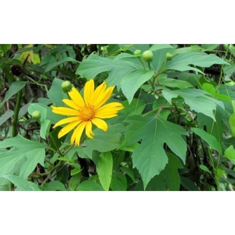 

1KG POWDER BUBUK SERBUK DAUN INSULIN 1 KG DAUN KERING RO36