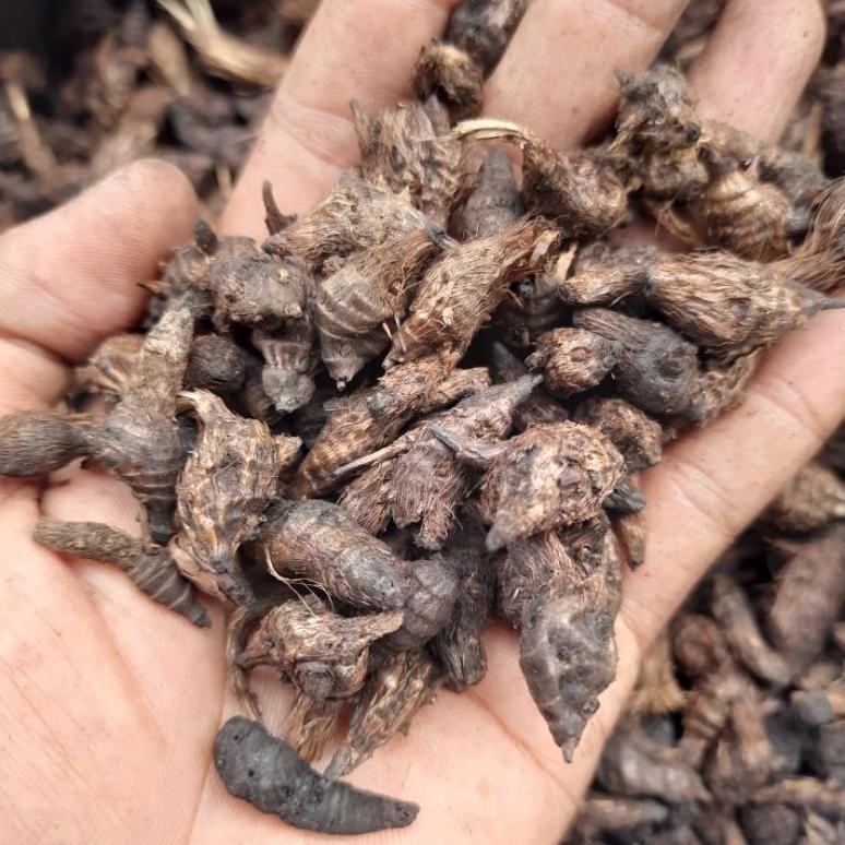 

BUBUK UMBI RUMPUT TEKI KERING ISI 1 KG MANGGATA RO12