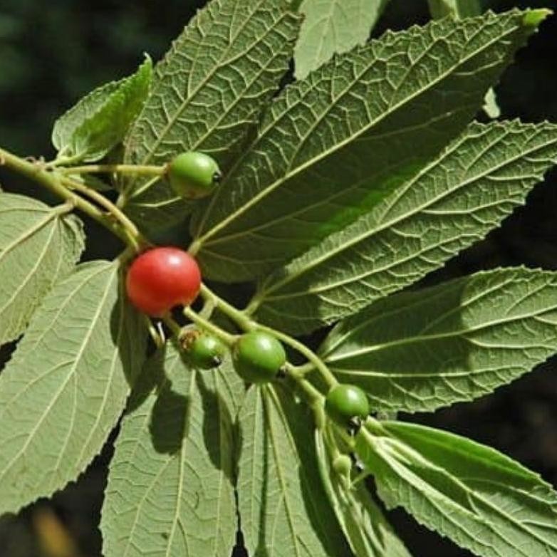 

BUBUK SERBUK DAUN KERSEN 1 KG TALOK CERI MUNTINGIA RO45