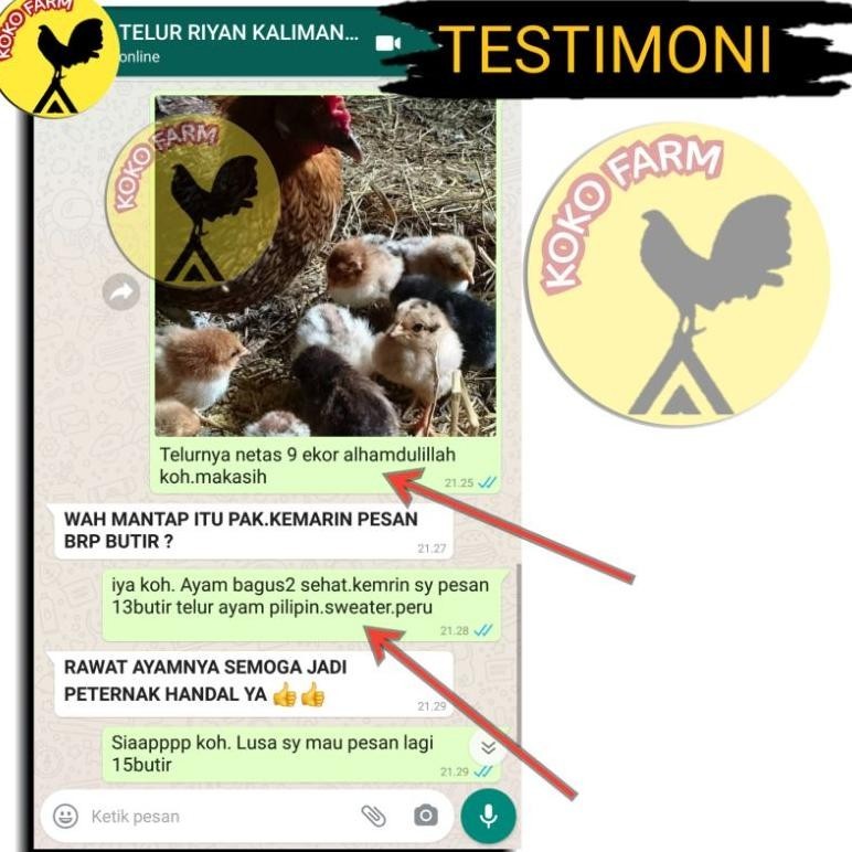 6.6 Telur Tetas Fertil Ayam Aduan Pilipin Philipin Philipine Pure Import / Telur Ayam Laga Jantan Wi