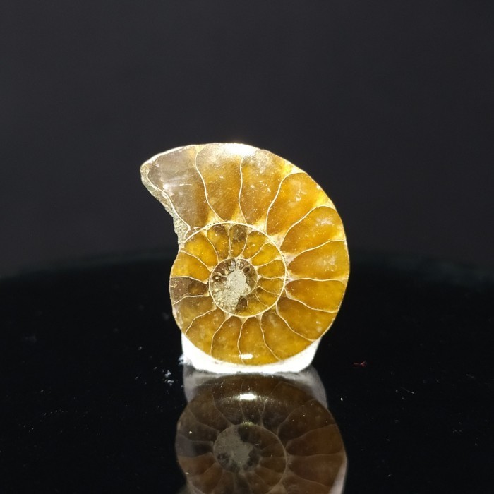 ------] Natural Rainbow Ammonite Fossil Half Pair Polished Crystal