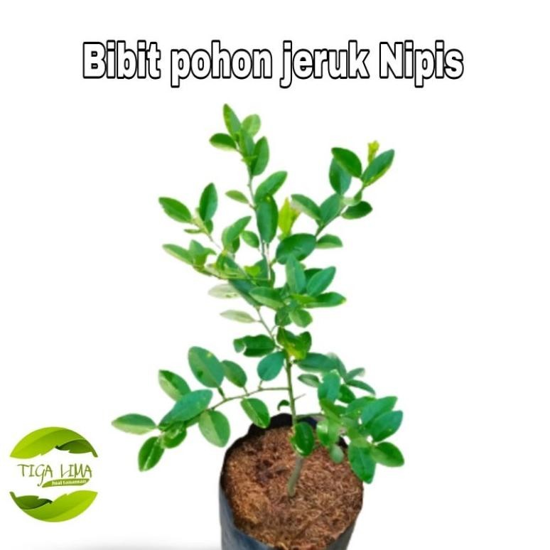 BN Bibit pohon jeruk Nipis/pohon jeruk/benih pohon jeruk nipis TERLARIS