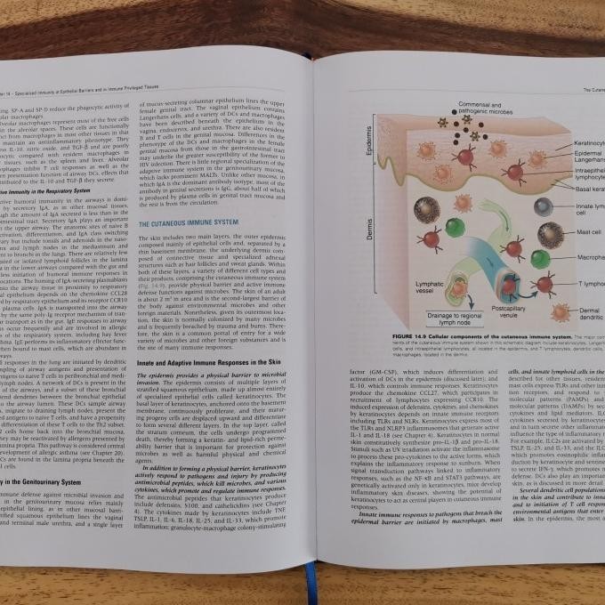 [Full Color /Bw] Cellular And Molecular Immunology