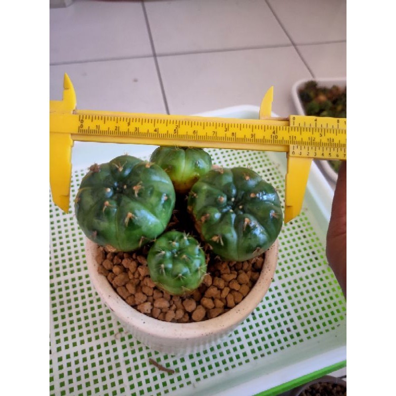 GYMNO DAMSI UNGU 1 PAKET 4 PCS//KAKTUS//KAKTUS MURAH//KAKTUS LUCU//KAKTUS MINI//KAKTUS HIAS//KAKTUS 