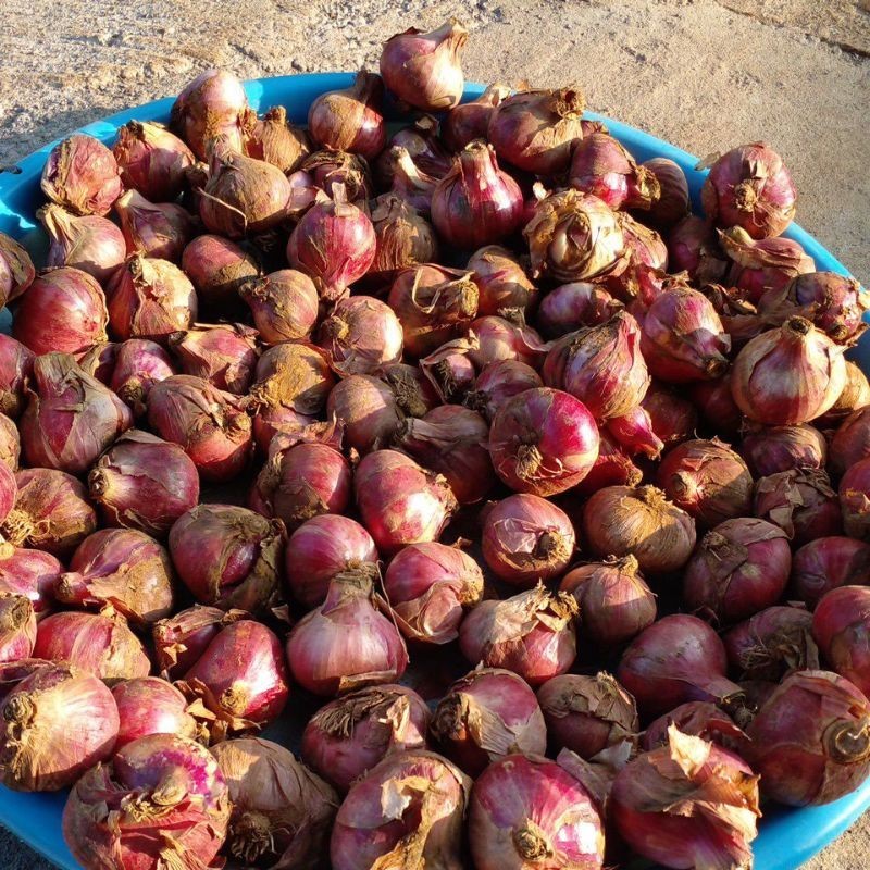 

bawang merah besar 1 kg termurah