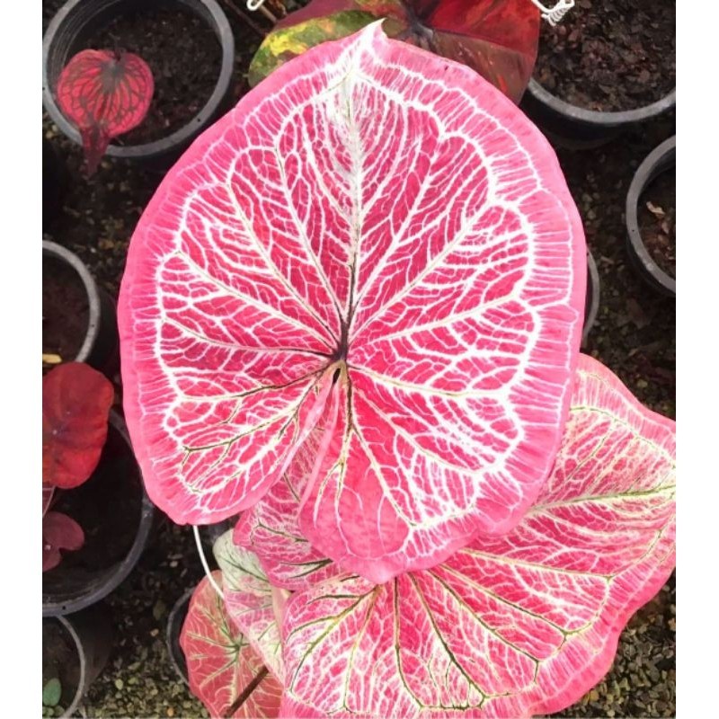 Tanaman Hias Keladi Gatot Kaca Bunga Hias Keladi Caladium Anakan Remaja Murah BUKAN UMBI Tanaman Mur