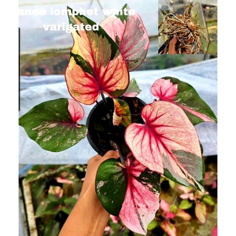 Tanaman Hias Keladi Manelomphet Variegata Bunga Hias Keladi Caladium Anakan Murah BUKAN BONGGOL Tana