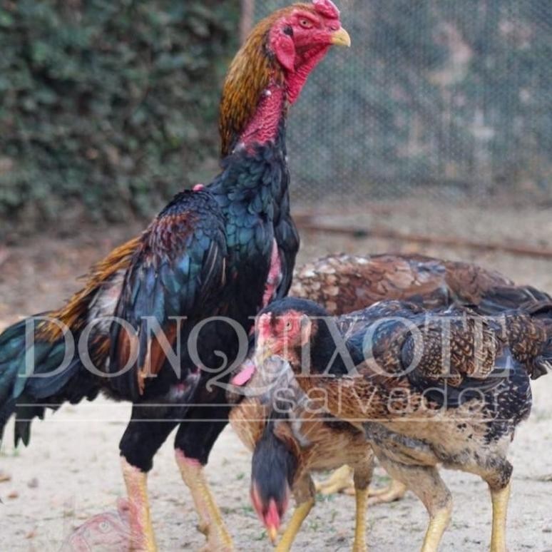 

6.6 Telur Ayam Shamo Super Original
