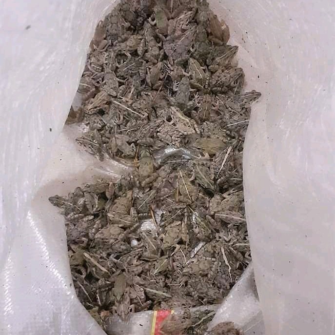 KODOK SAWAH HIDUP 3-4CM KODOK AIR PAKAN PREDATOR 34EKOR