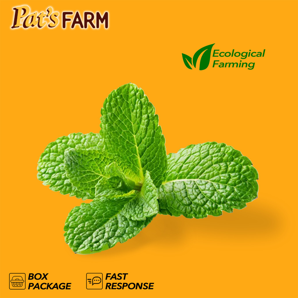 

DAUN MINT