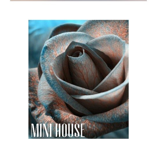 BIBIT BIJI MAWAR / MAWAR IMPORT