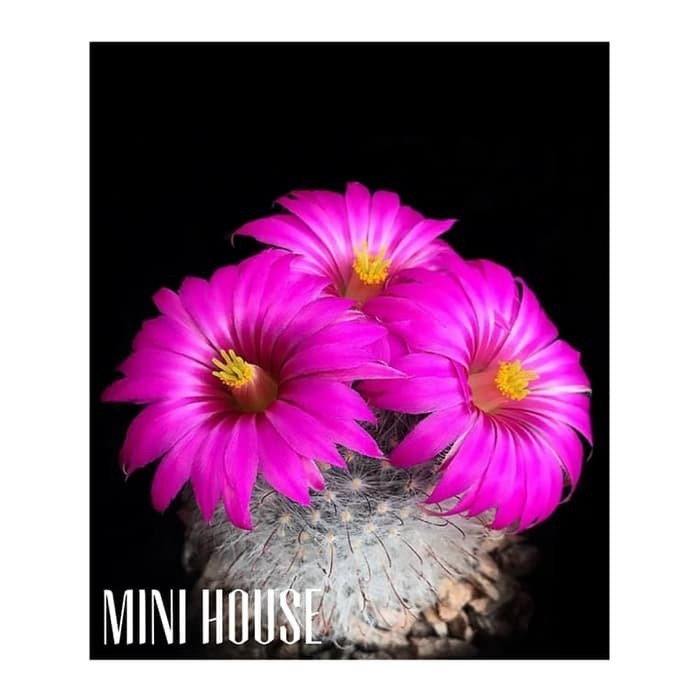 biji bibit benih kaktus bunga import