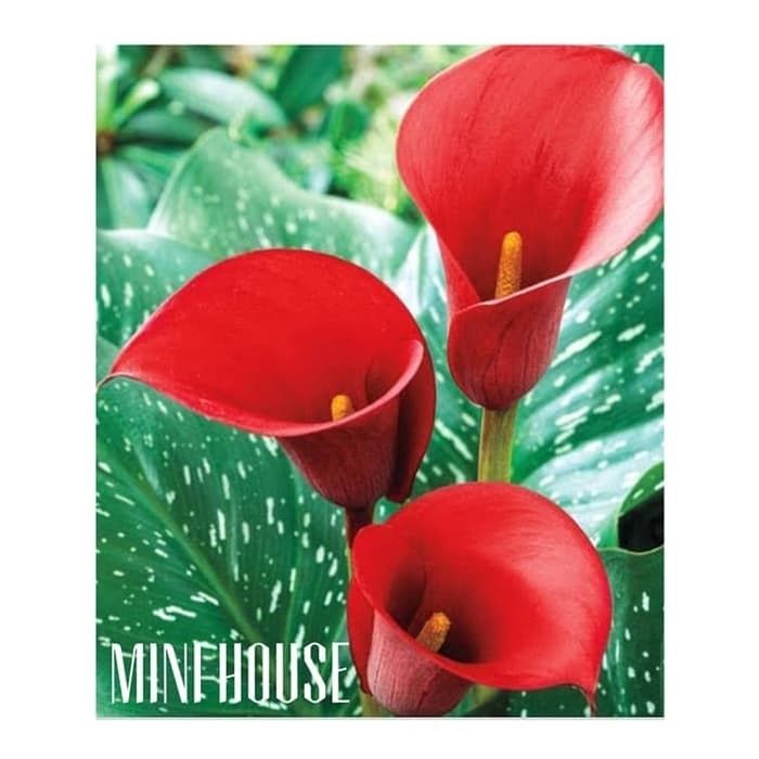 umbi lily calla red import
