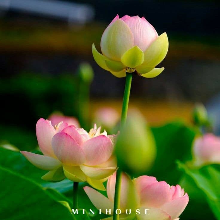 BENIH BIBIT BIJI LOTUS TERATAI AIR IMPORT