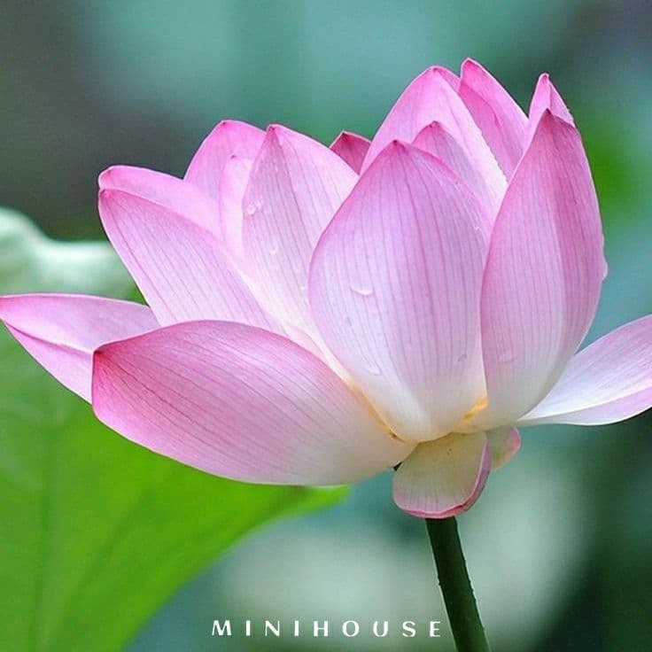 BENIH BIBIT BIJI LOTUS TERATAI AIR IMPORT