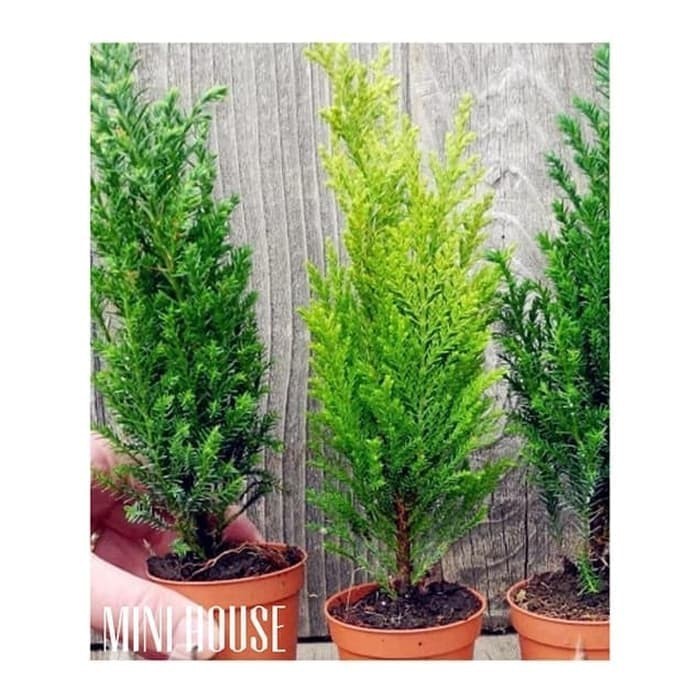 biji bibit benih bonsai cypress / bonsai cemara import