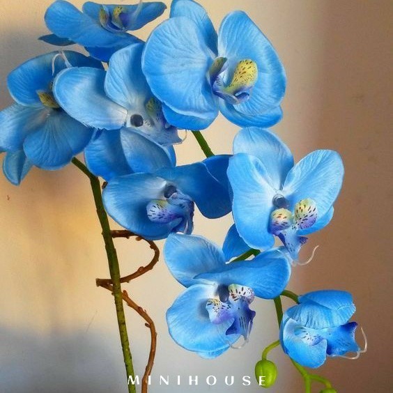 BENIH BIBIT BIJI ANGGREK / BUNGA ANGGREK IMPORT