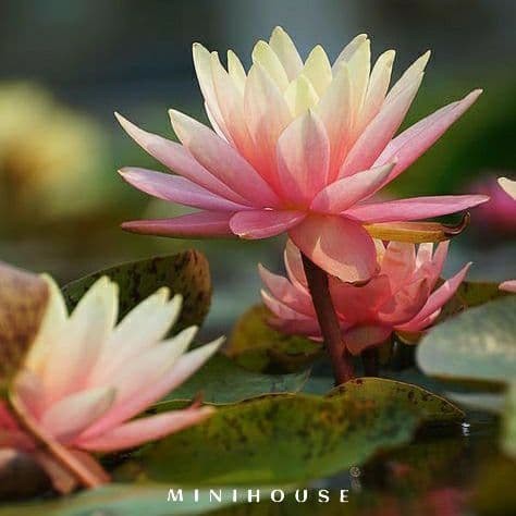 BENIH BIBIT BIJI LOTUS TERATAI AIR IMPORT