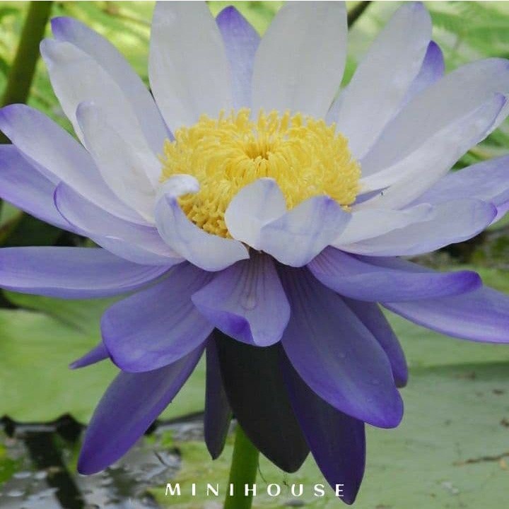 BENIH BIBIT BIJI LOTUS TERATAI AIR IMPORT