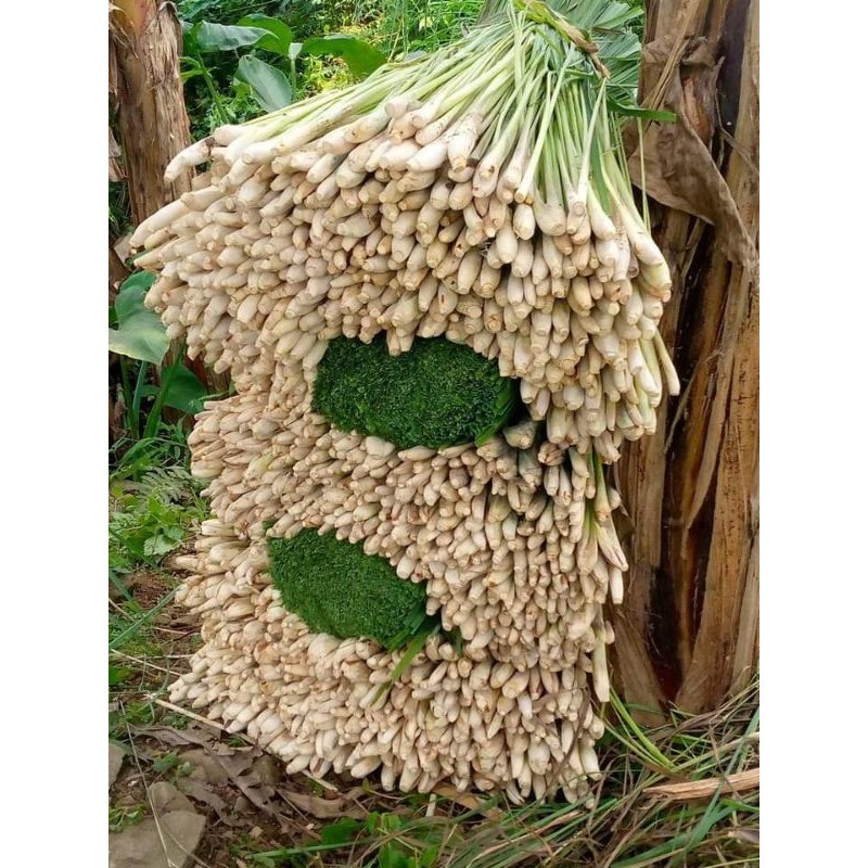 

sereh sayur grad A berat 500gram