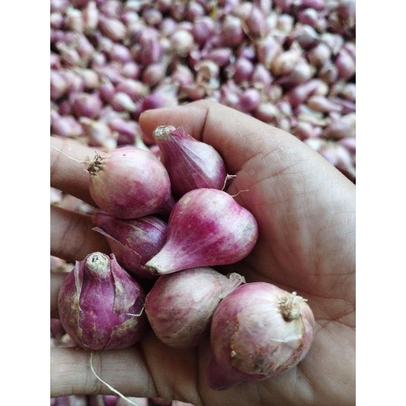 

Bawang Merah Tanggung 1 Kg Lokal Kediri Nganjuk Super Besar Berkualitas