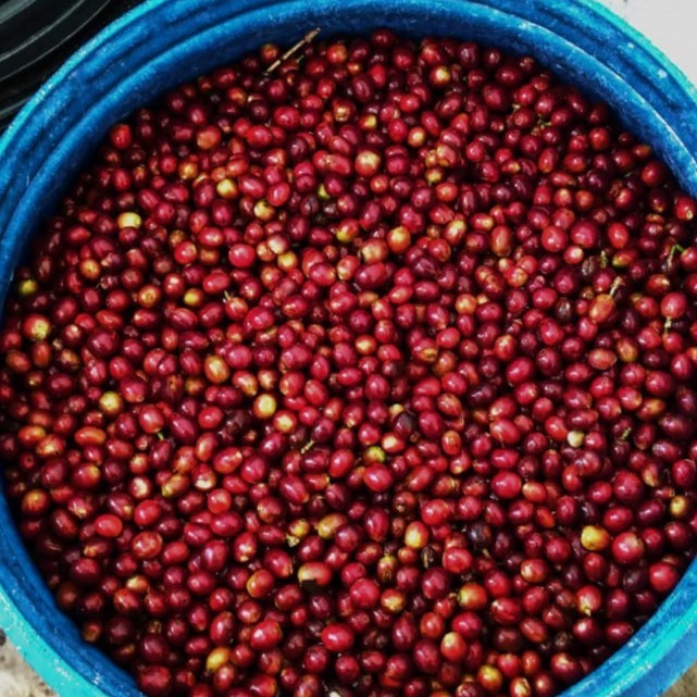 

Ready Arabica Ciwidey Wine Green Beans Biji Kopi Mentah