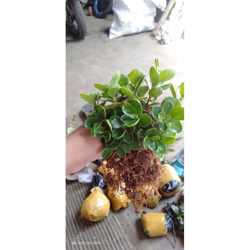 (COD) Dolar mangkok mikro ori small - Bibit bonsai termurah
