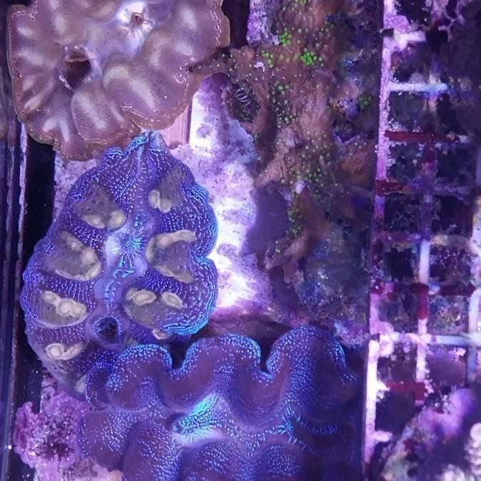 

tridacna squamosa, kerang kima P67M