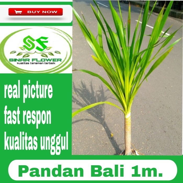 Tanaman Pandan Bali/Pohon Hias Pandan Bali/Tanaman Hias Pandan Bali