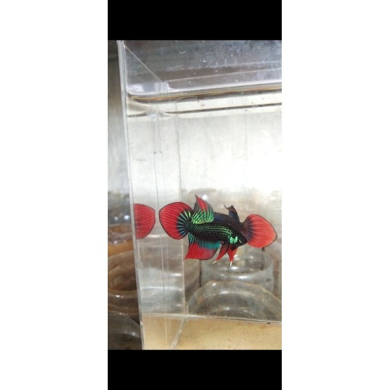 (Obat Ikan) Imbellis Veil Tail